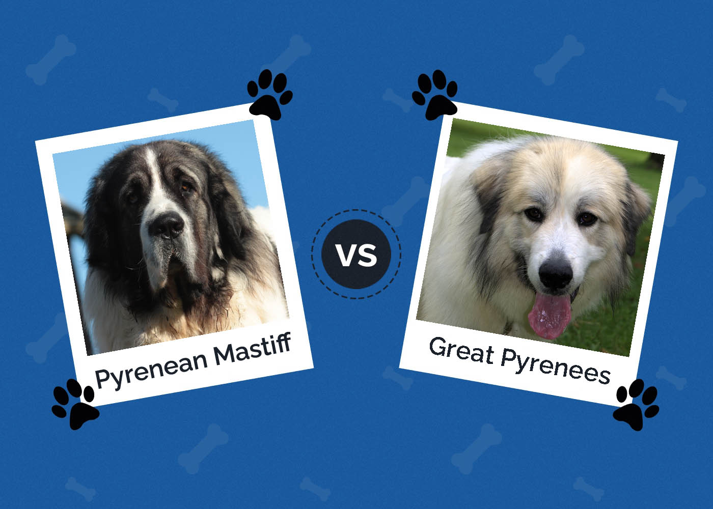 Pyrenean Mastiff vs Great Pyrenees: The Differences (With Pictures)