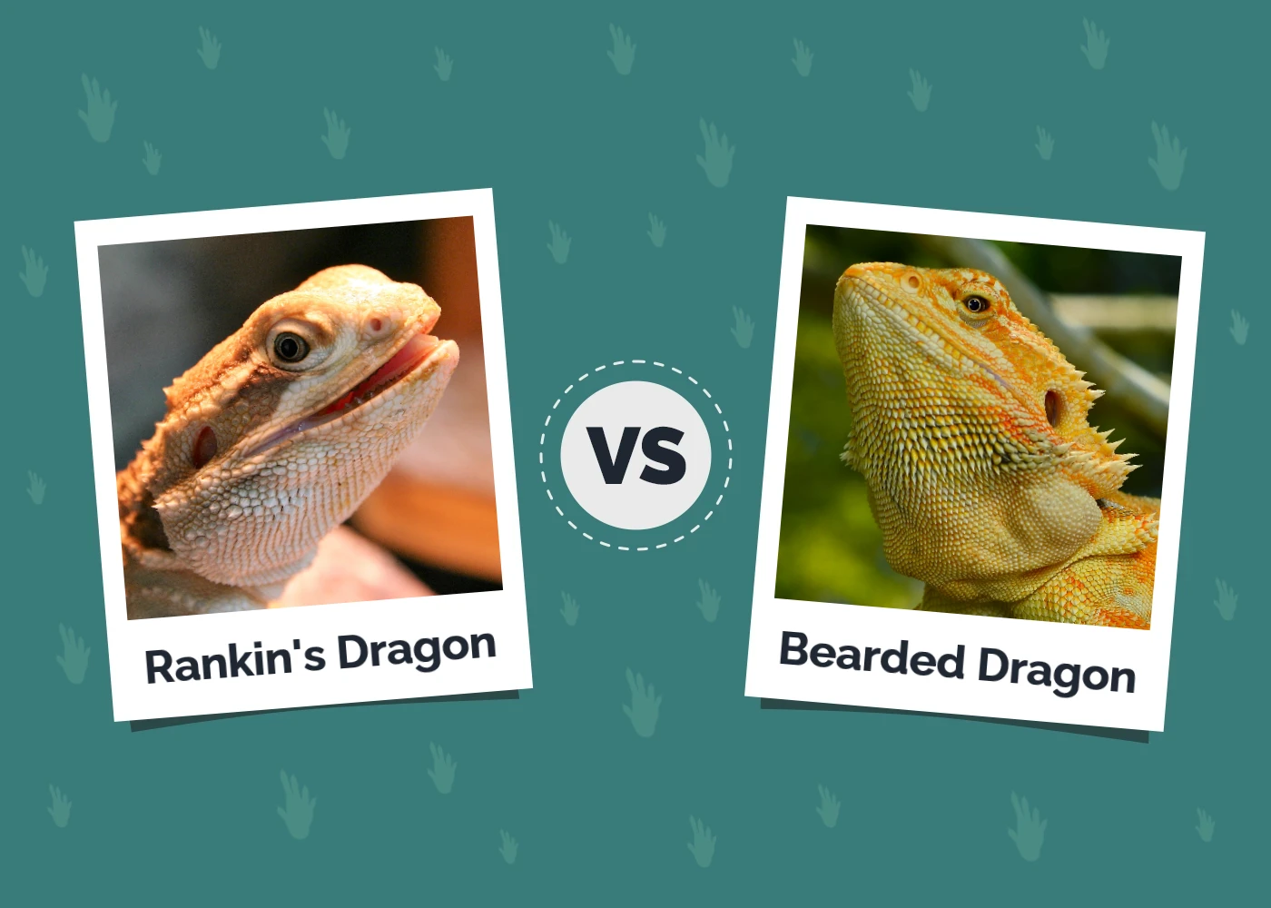 Rankin’s Dragon vs. Bearded Dragon: The Key Differences (With Pictures)