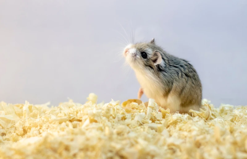 4 Types of Dwarf Hamster Breeds: Vet-Reviewed Info, Pictures & Facts