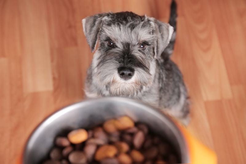 11 Best Foods for Schnauzer Puppies - 2026 Reviews & Top Picks