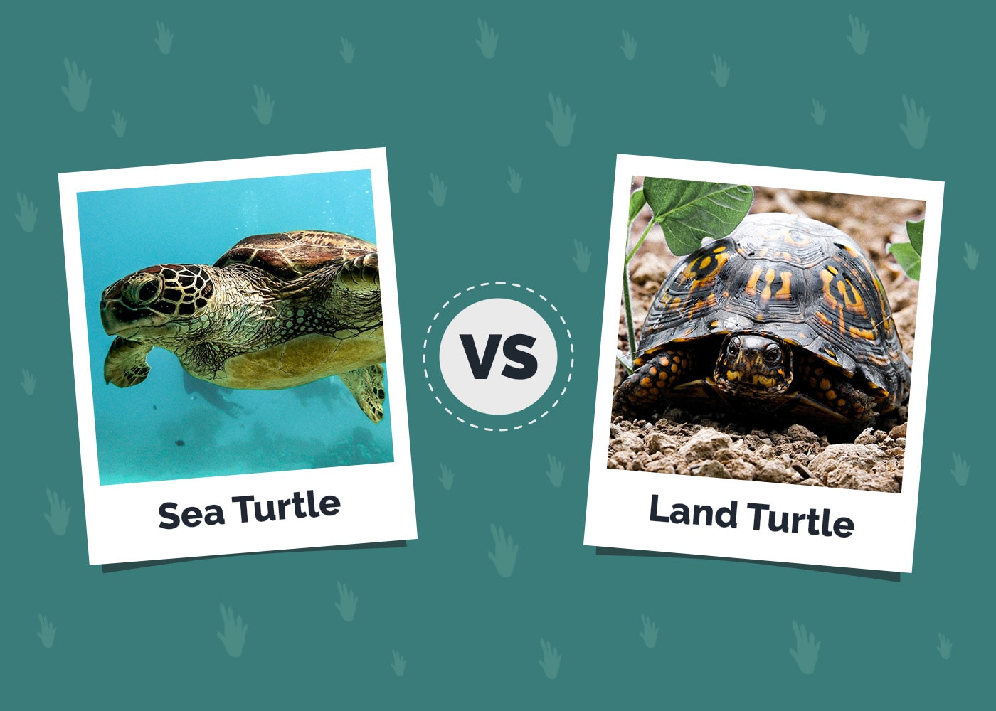 Sea Turtle vs Land Turtle: The Main Differences (With Pictures)