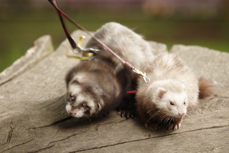 Why Is My Ferret Shaking? 5 Vet-Approved Reasons