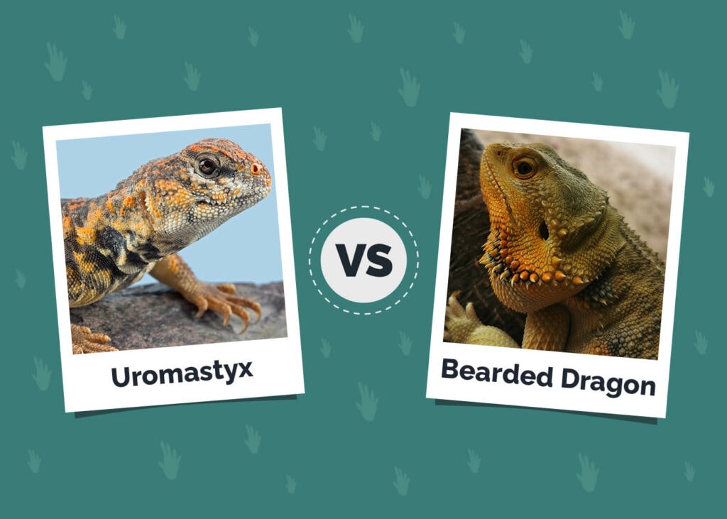 Uromastyx vs. Bearded Dragon: The Differences (with Pictures)