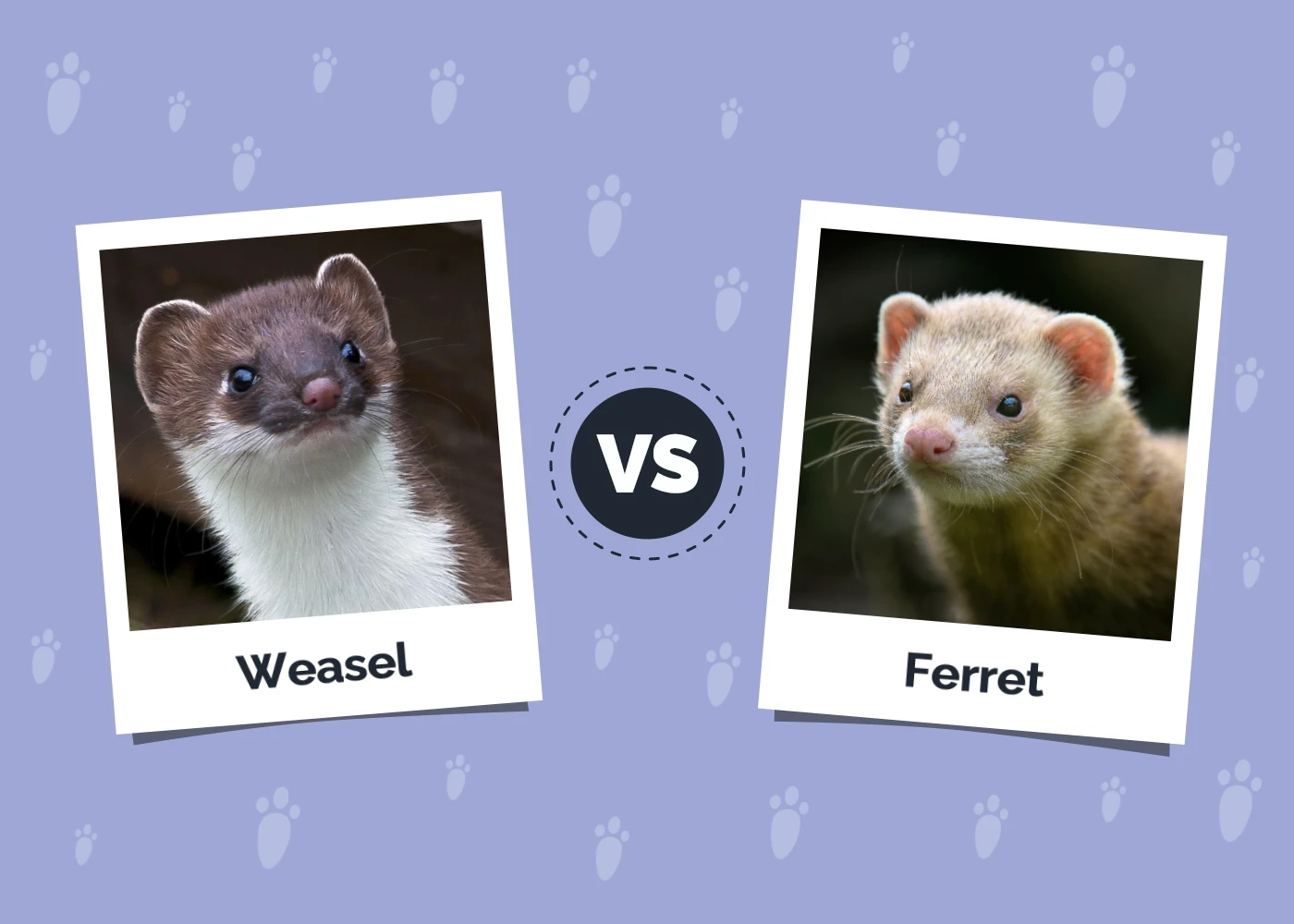 Weasel vs Ferret: The Key Differences (With Pictures)