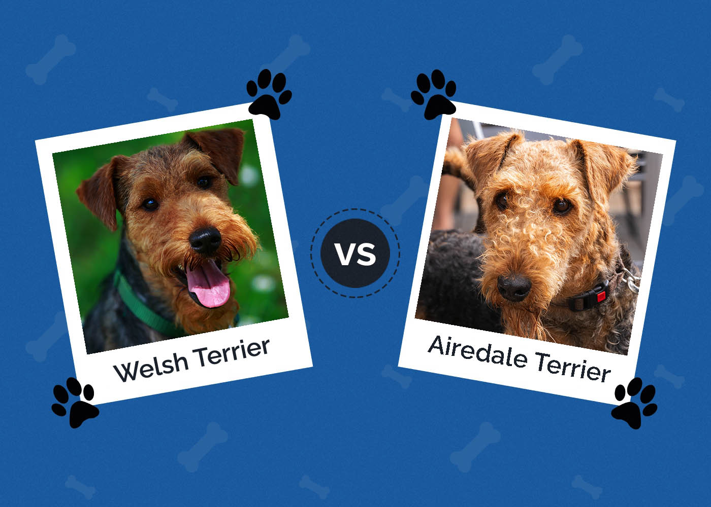 Welsh Terrier vs Airedale Terrier