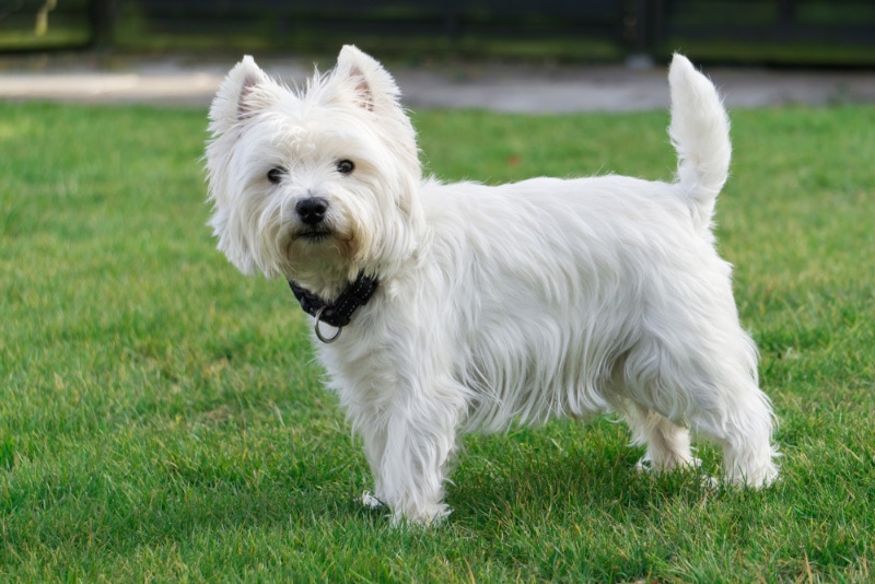 How Big Do Westies Get? Average Weight & Growth Chart