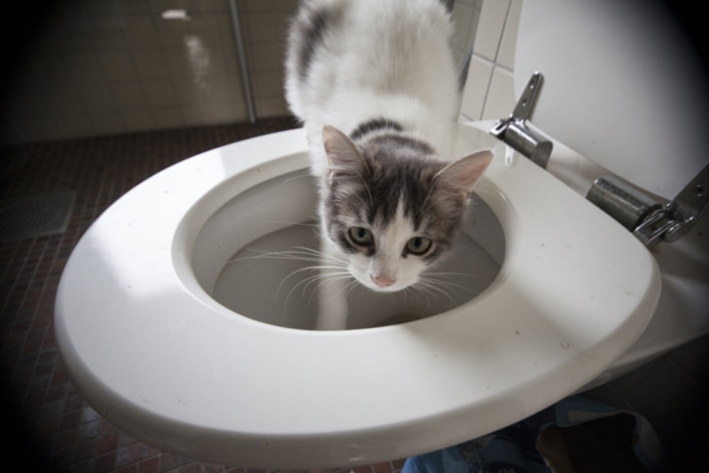 Why Does My Cat Drink Out of the Toilet? 3 Vet-Reviewed Reasons