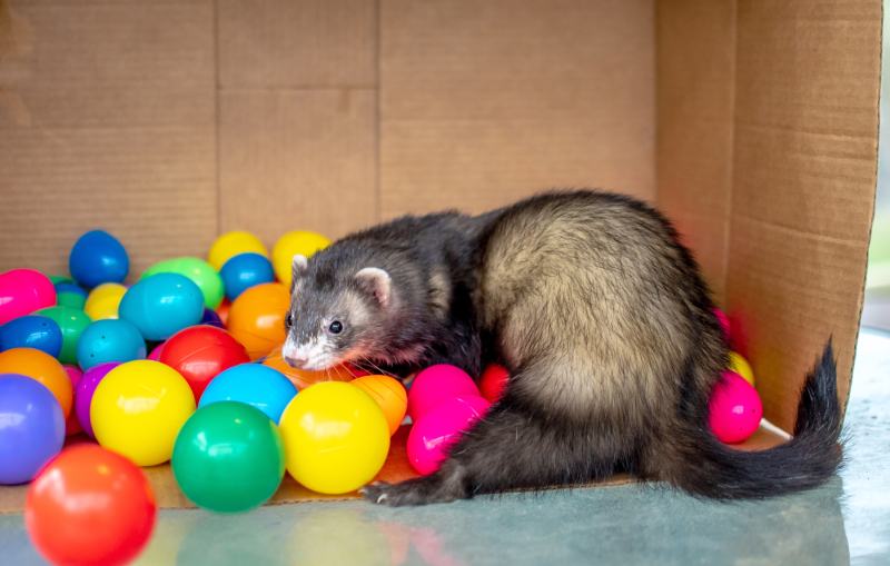 9 Best Ferret Toys - 2026 Reviews & Top Picks