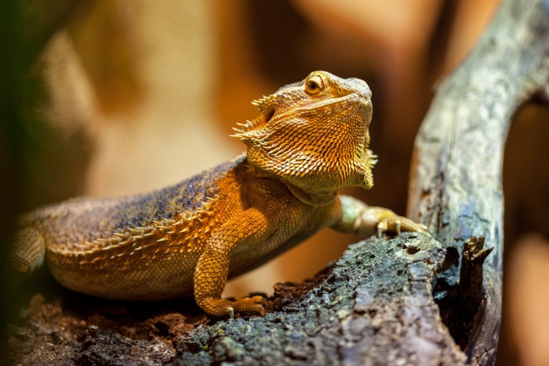 How Long Can You Leave a Bearded Dragon Alone? Vet-Approved Facts