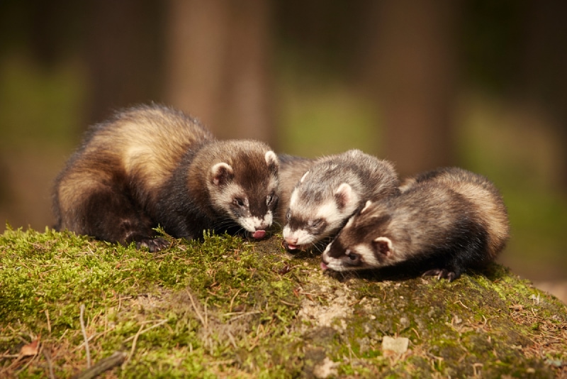 What Is a Group of Ferrets Called? Vet-Approved Info & Facts