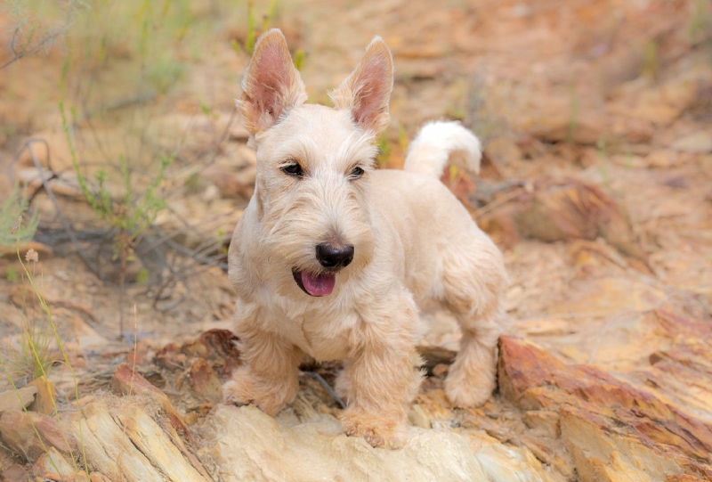 Are Scottish Terriers Hypoallergenic? Vet-Reviewed Health Facts