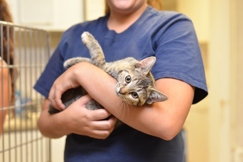 How Much Does It Cost to Adopt a Cat from a Shelter? 2026 Price Guide
