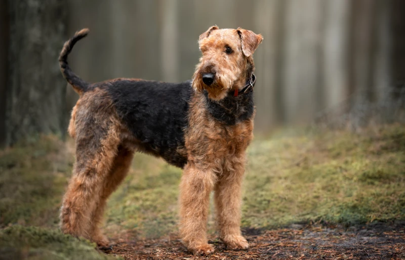 17 Airedale Terrier Mixed Breeds: Pictures & History