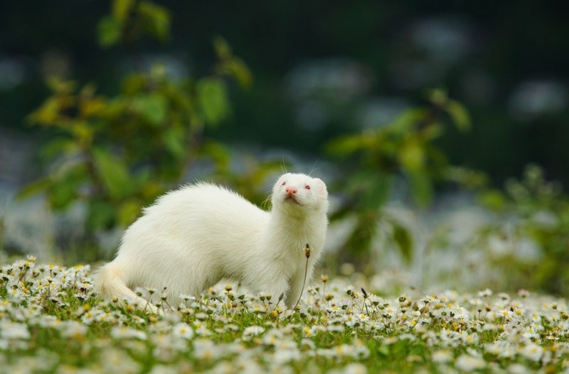 Albino Ferret: Info, Care, Pictures, Habitat & Traits