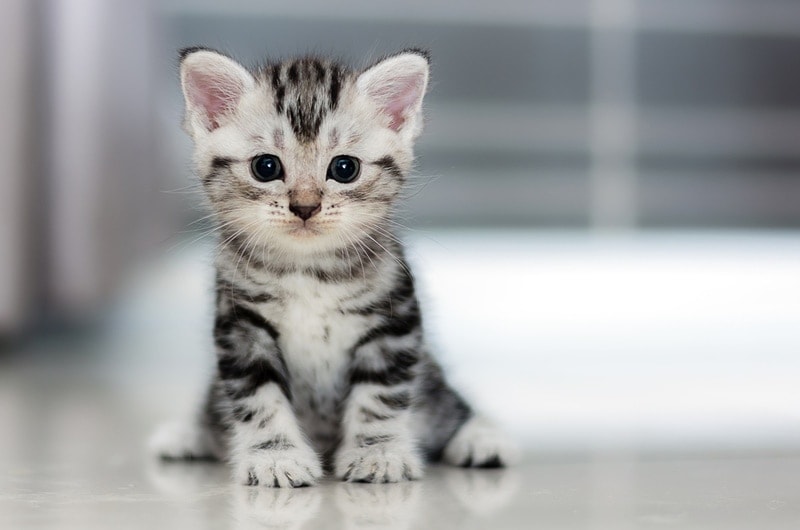 When Is National Kitten Day 2026? How to Celebrate