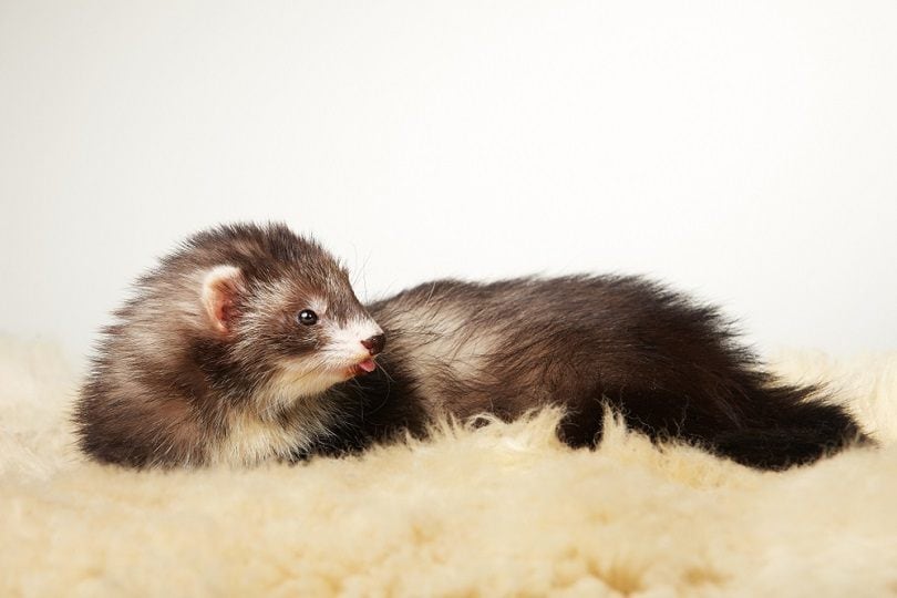 How Much Is a Ferret at Petco in 2026? Updated Price Guide