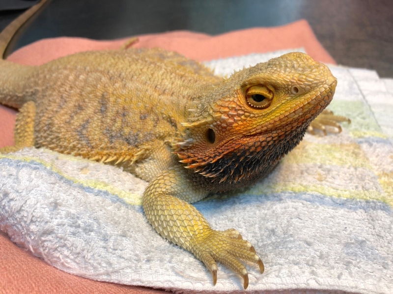 bearded dragon at veterinary clinic