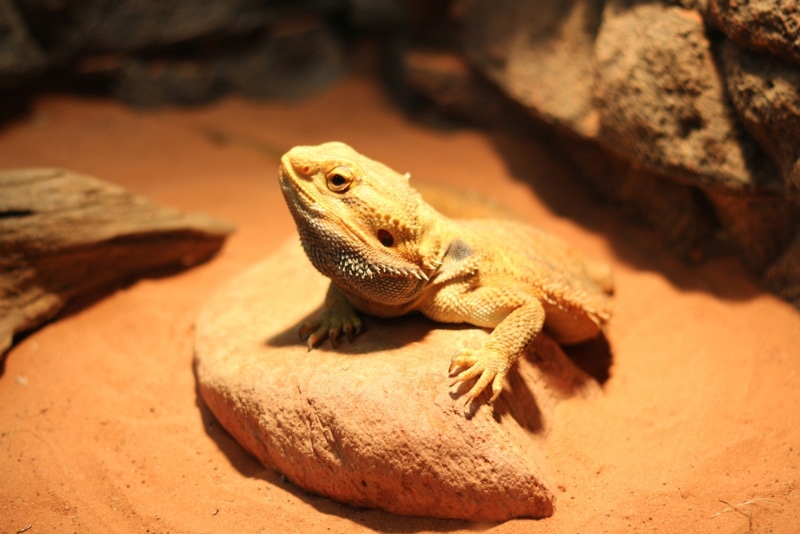 Do Bearded Dragons Brumate With Their Eyes Open? Vet Reviewed Preparation, Care, & FAQ