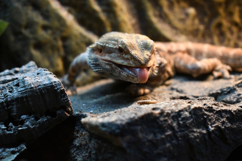 bearded dragon eating a mealworm