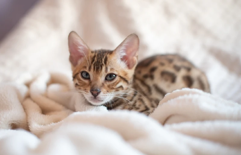 How to Rehome a Cat: 6 Critical Steps