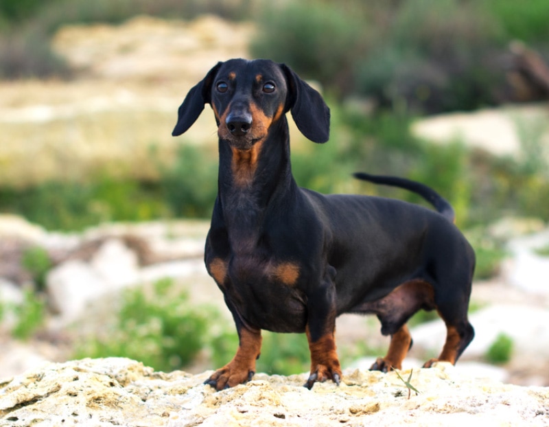 black and tan dachshund dog standing on a hill