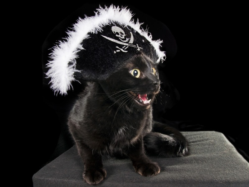 National Meow Like a Pirate Day 2026: When Is & How to Celebrate