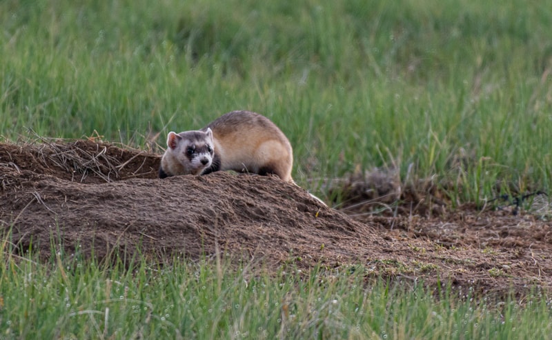 Do Ferrets Eat Snakes? Vet-Reviewed Facts