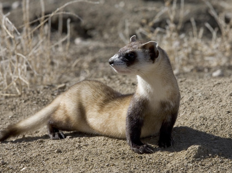14 Fascinating Black-Footed Ferret Facts