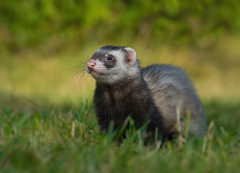 Black Sable Ferret: Info, Care, Pictures, Habitat & Traits