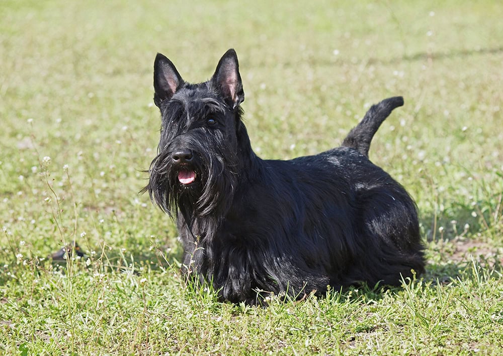 How Much Exercise Does a Scottish Terrier Need? Vet Approved Facts & Tips