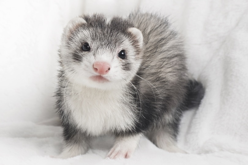 How Much Are Ferrets at PetSmart? 2026 Update