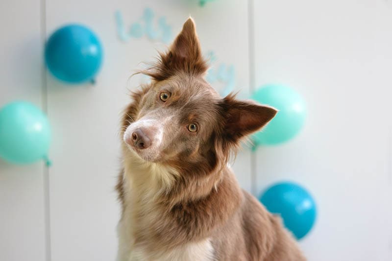 When Is World Collie Day? 2026 Update & How to Celebrate It