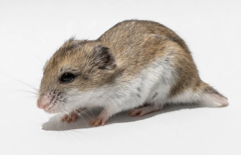 Chinese Dwarf Hamster: Pictures, Temperament, Traits, & More Vet-Verified Info