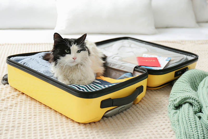 9 Great Pets for Frequent Travellers (With Info & Pictures)