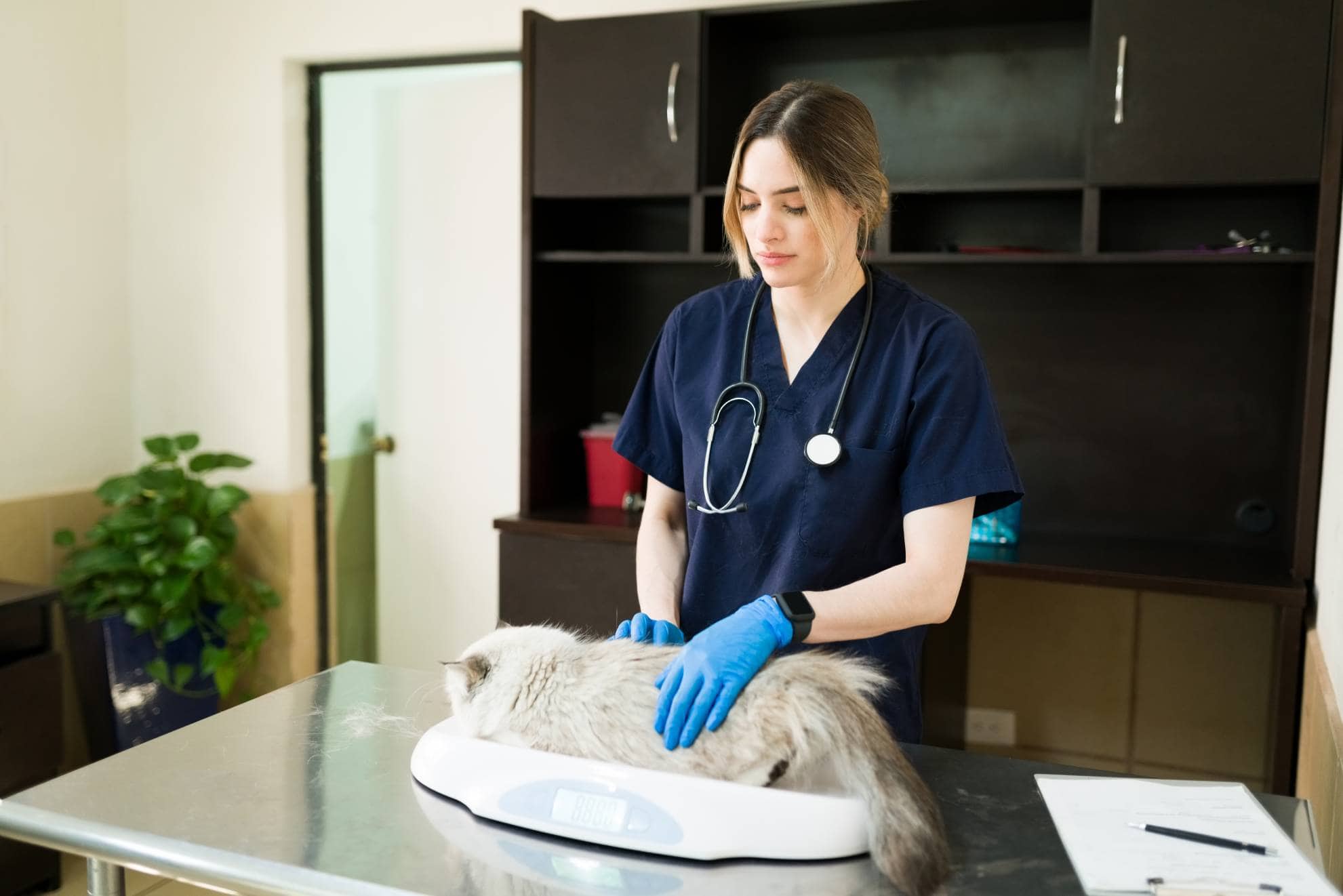 Cat weighing scale