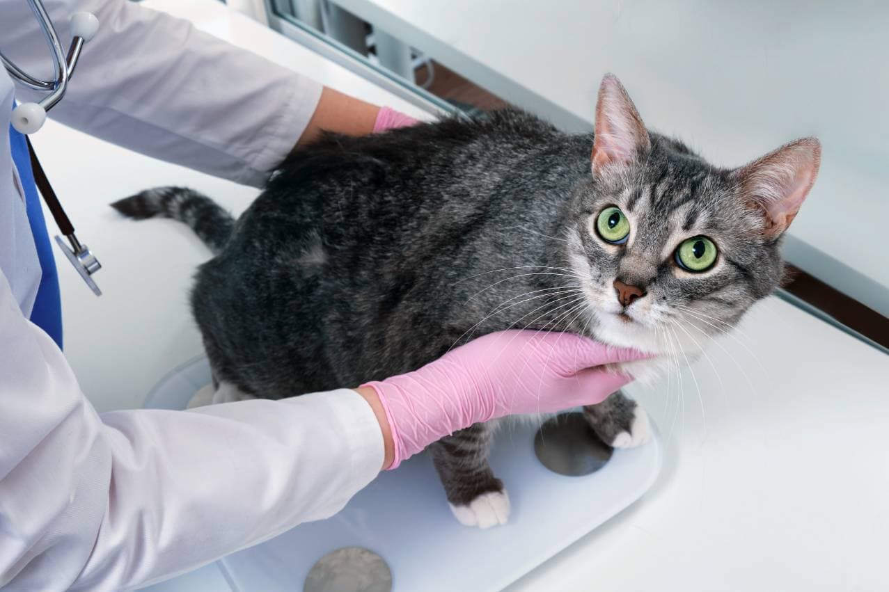 How to Treat Sebaceous Cysts on Cats: Our Vet Answers (With Infographic)
