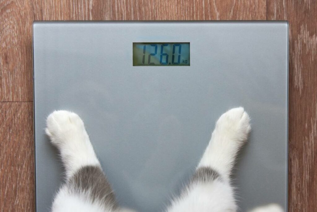 How to Determine a Cat's Body Condition Score: Vet-Reviewed Tips