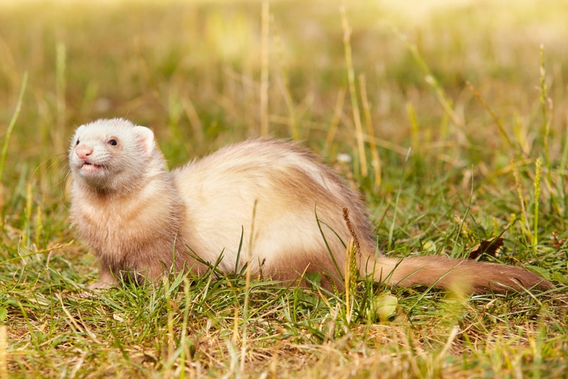 Champagne Ferret: Info, Care, Pictures, Habitat & Traits