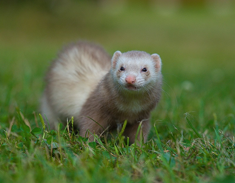 Can Ferrets See Color? Our Vet Explains