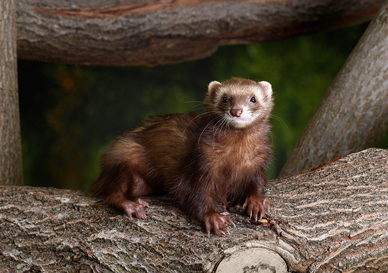 How Big Do Ferrets Get? Vet-Reviewed Average Weight & Growth Chart