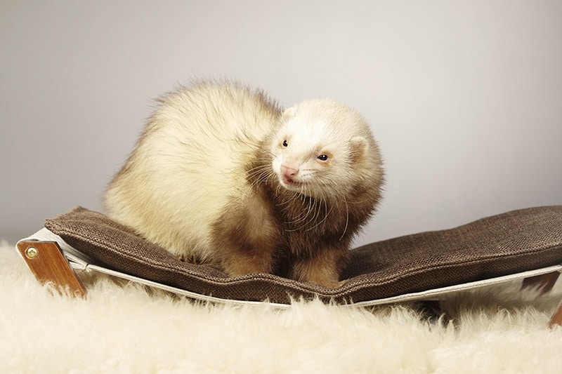 Cinnamon Ferret: Info, Care, Pictures, Habitat & Traits