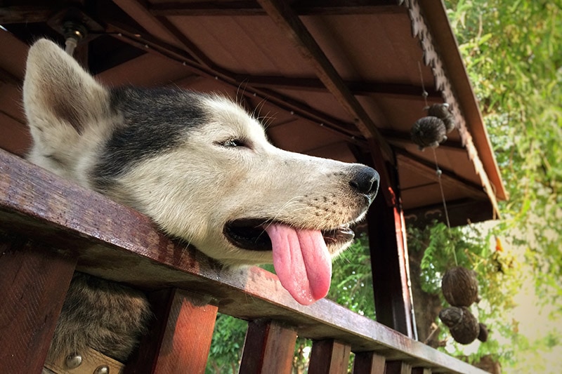 Dehydration in Dogs: Vet Reviewed Signs to Look For