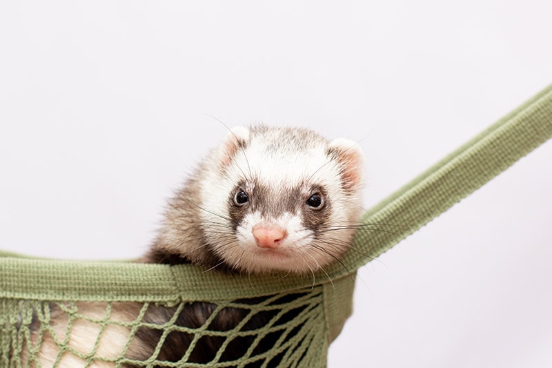 6 DIY Ferret Hammock Ideas (With Pictures)