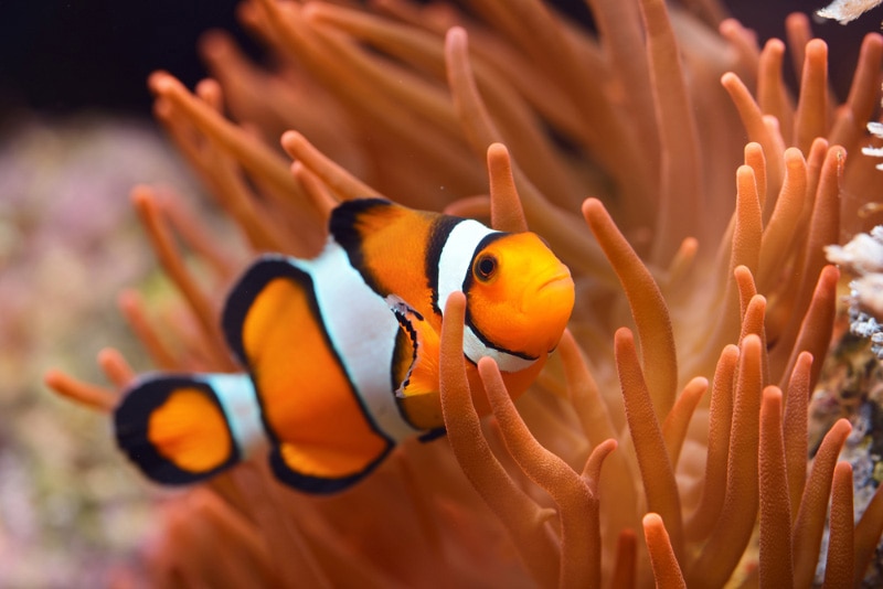 17 Types of Fish From Finding Nemo (With Info & Pictures)