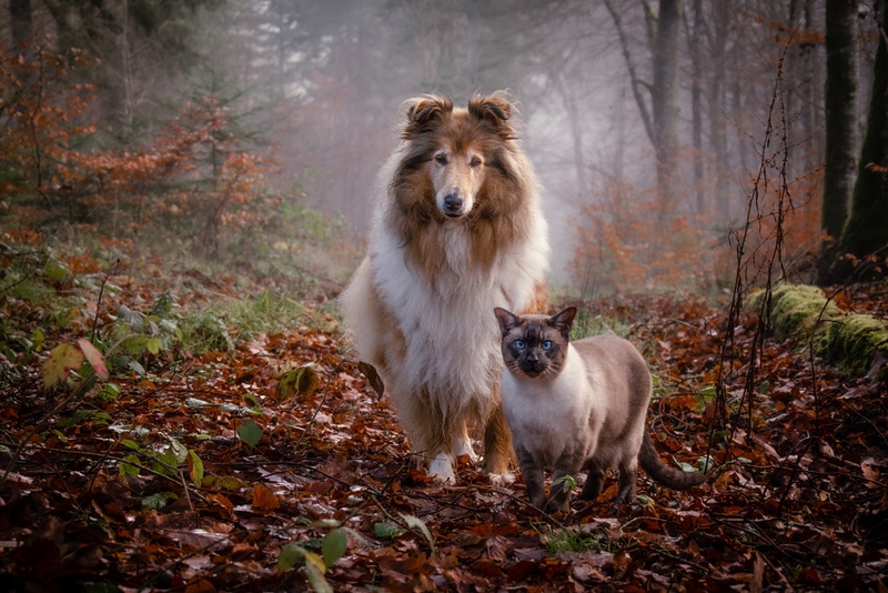 Does The Full Moon Affect Dogs and Cats? The Myth Unveiled