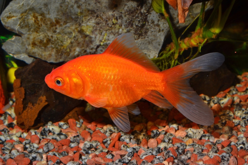 How to Take Care of Goldfish: Vet Approved Beginner’s Guide
