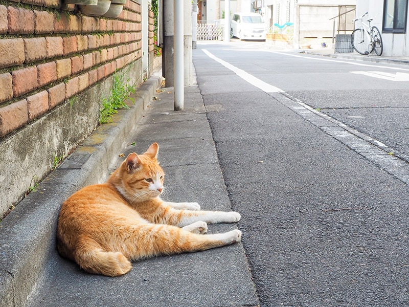 What Are Community Cats? Facts & FAQ