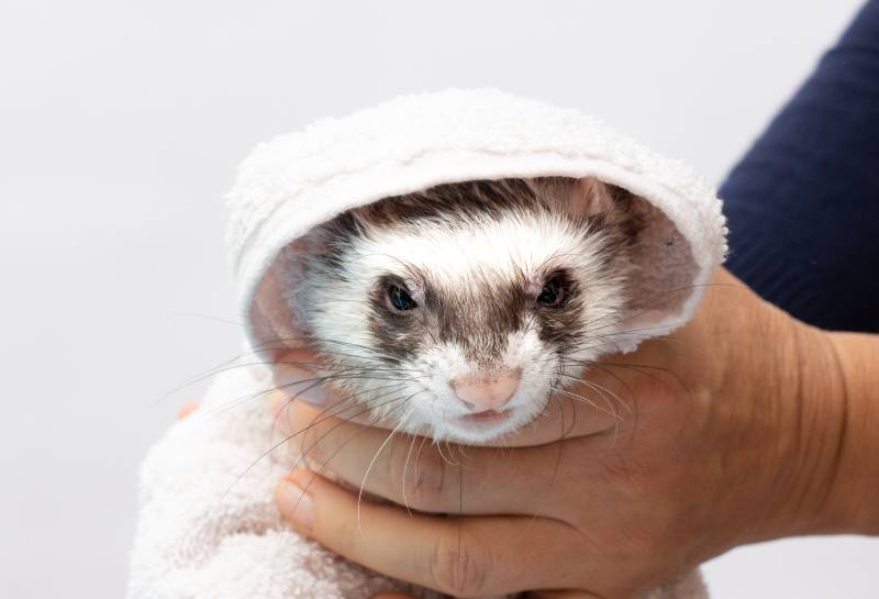 How to Bathe and Groom a Ferret: 6 Vet Reviewed Tips