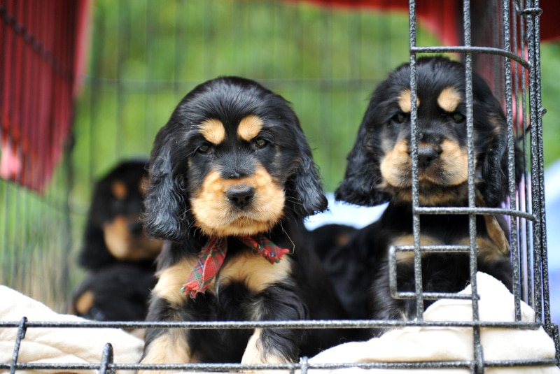 Buying a Puppy From a Pet Store: Pros, Cons, & Other Considerations