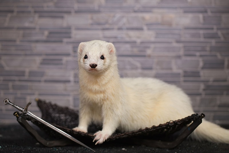 20 Fun Ferret Facts You Probably Didn't Know